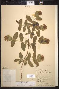 Lonicera dioica image