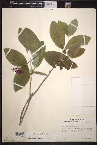 Lonicera dioica image