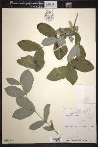 Lonicera dioica image