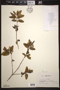 Lonicera canadensis image