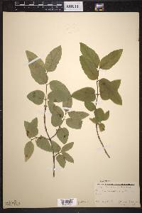 Lonicera canadensis image