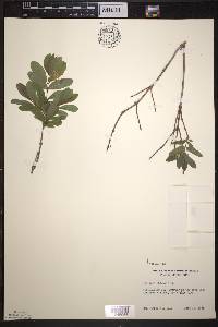 Lonicera oblongifolia image