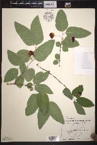 Lonicera canadensis image