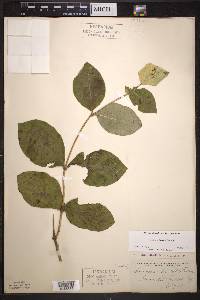 Lonicera hirsuta image