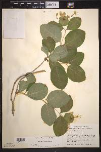 Lonicera hirsuta image