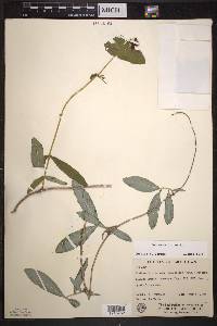 Lonicera dioica image