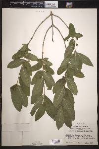 Lonicera oblongifolia image