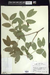 Lonicera canadensis image