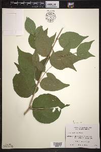 Lonicera maackii image