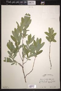 Lonicera oblongifolia image