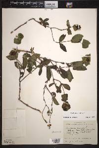 Lonicera dioica image