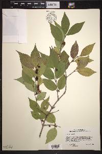 Lonicera maackii image