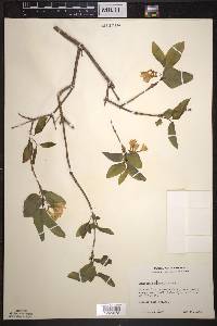 Lonicera canadensis image