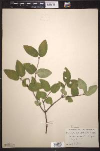 Lonicera canadensis image