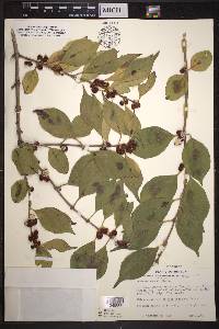 Lonicera maackii image