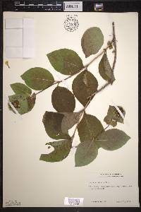 Lonicera hirsuta image