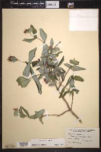 Lonicera dioica image