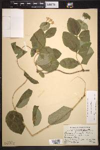 Lonicera hirsuta image