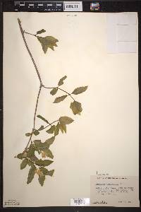 Lonicera canadensis image