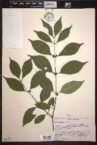 Lonicera maackii image