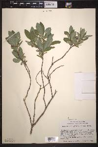 Lonicera oblongifolia image