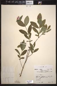 Lonicera dioica image