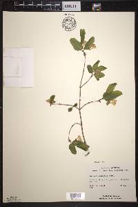 Lonicera canadensis image