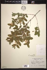 Lonicera morrowii image