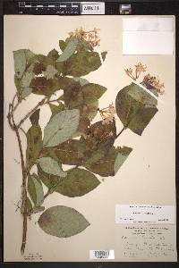 Lonicera hirsuta image