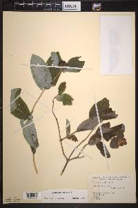 Lonicera dioica image