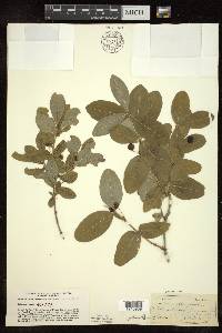 Lonicera oblongifolia image