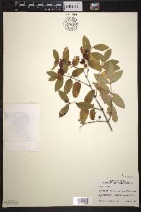 Lonicera × bella image