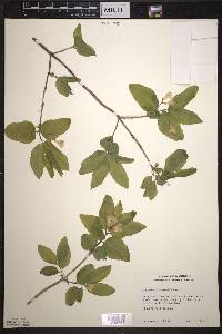 Lonicera canadensis image