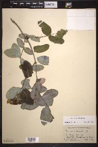 Lonicera dioica image