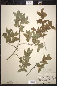 Lonicera tatarica image