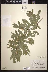 Lonicera morrowii image