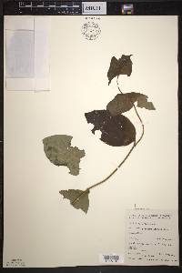 Lonicera hirsuta image