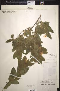 Lonicera tatarica image