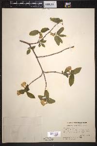 Lonicera canadensis image