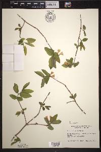 Lonicera canadensis image