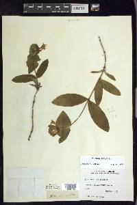 Lonicera dioica image