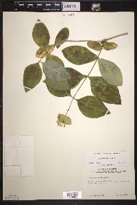 Lonicera hirsuta image