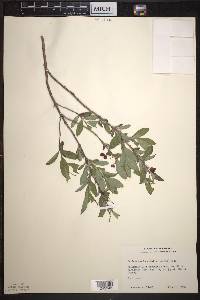 Lonicera oblongifolia image