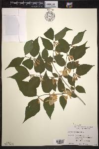 Lonicera maackii image