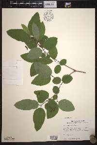 Lonicera canadensis image