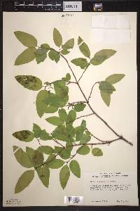 Lonicera canadensis image