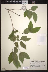 Lonicera canadensis image