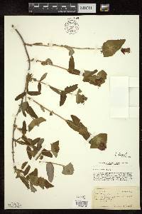 Lonicera dioica image