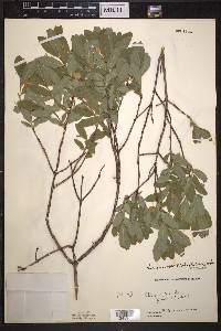 Lonicera oblongifolia image