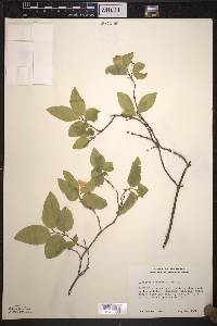 Lonicera canadensis image